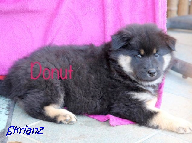 4.2021 - Donut, die Holländerin